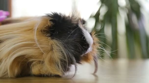 Braccio del grand'uomo pettine fuori pelo rosso cavia — Video Stock