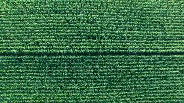 Aerial shoot of corn field. — Stock Video