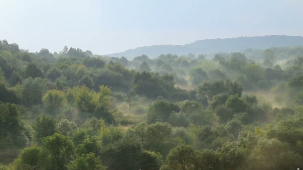 Timelapse forêt fumante après la pluie .