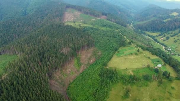 Erdőirtás. Erdő légi drone nézet megsemmisült ukrán-Kárpátok — Stock videók