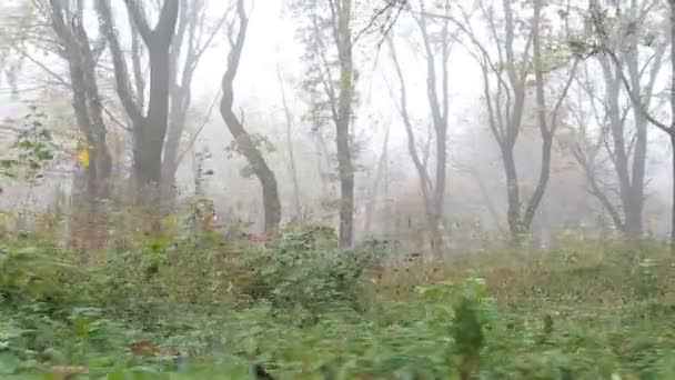 Menina europeia com um cabelo comprido, casaco azul, calças pretas, tênis e olhos azuis. Uma criança assustada corre pela floresta nebulosa e deserta. Solidão . — Vídeo de Stock