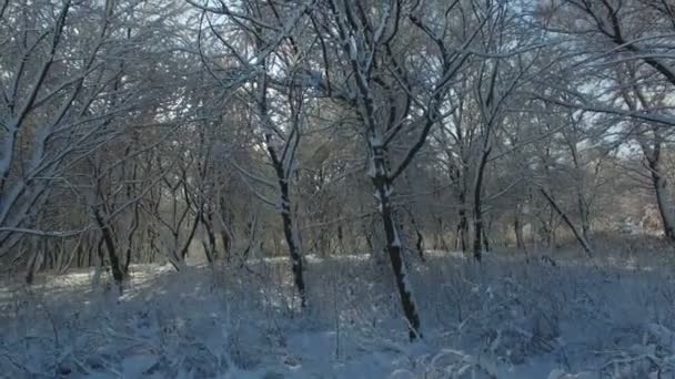 Hava atış: Güneş ışınları Parlatıcı karla kaplı ağaçlar kameradan içine — Stok video