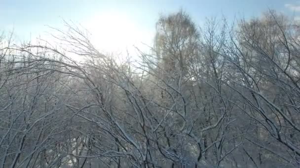 Luchtfoto: zon stralen glans in de camera via bomen bedekt met sneeuw — Stockvideo