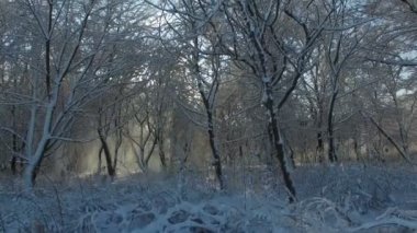 Hava atış: Güneş ışınları Parlatıcı karla kaplı ağaçlar kameradan içine