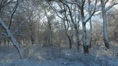 Hava atış: Güneş ışınları Parlatıcı karla kaplı ağaçlar kameradan içine