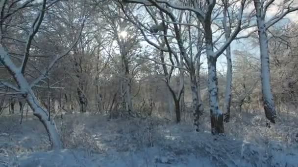 Vue aérienne : les rayons du soleil brillent dans la caméra à travers les arbres couverts de neige — Video