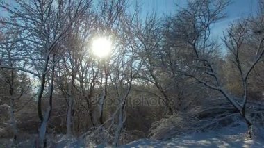 Hava atış: Güneş ışınları Parlatıcı karla kaplı ağaçlar kameradan içine