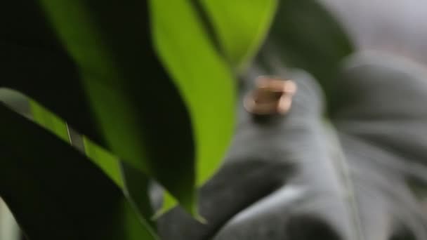 Два обручальных кольца на цветочные растения оставить — стоковое видео