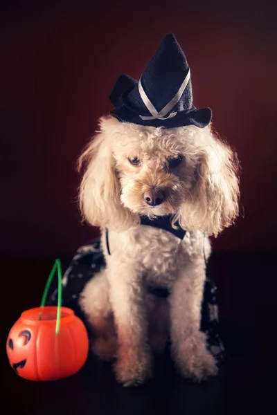 Puppy met heks halloween kostuum — Stockfoto