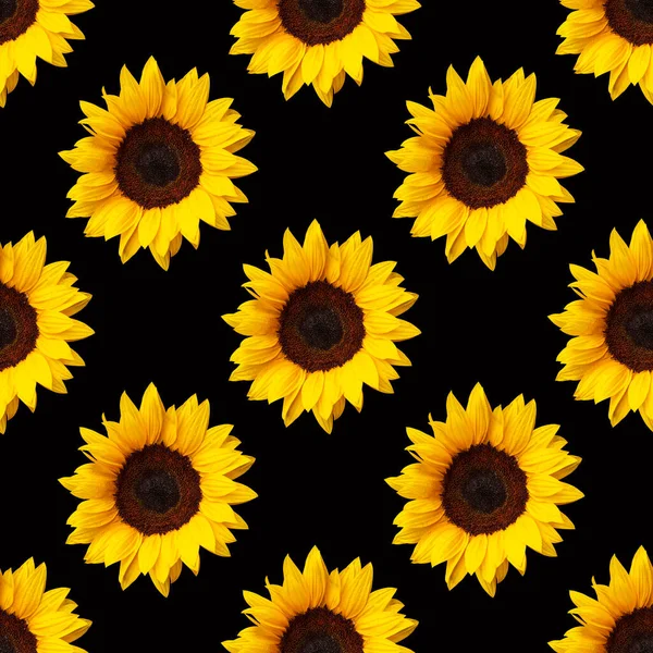 Girasoles Flores Diseño Patrón Sin Costuras Sobre Fondo Negro Puede — Foto de Stock