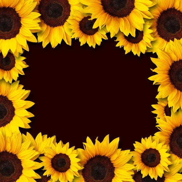 Diseño Del Marco Girasoles Con Espacio Copia Sobre Fondo Negro — Foto de Stock