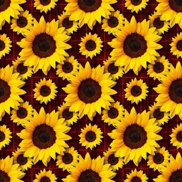 Girasoli Fiori Senza Soluzione Continuità Disegno Del Modello Texture Rosso — Foto Stock