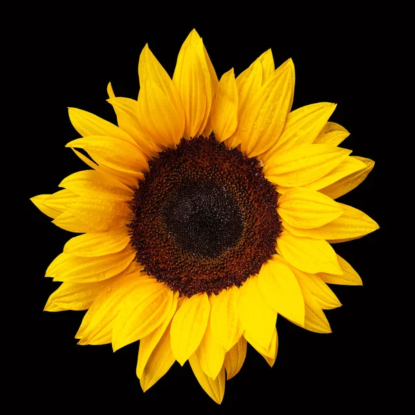 Flor Girasol Aislada Sobre Fondo Negro Pétalos Húmedos Con Gotas — Foto de Stock