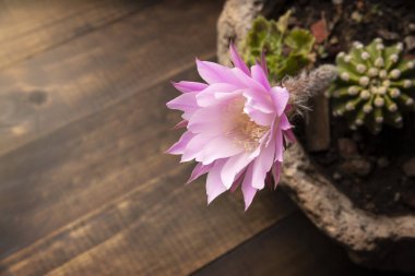 Ahşap zemin üzerinde Echinopsis subdenudata çiçeği ve metin için kopya alanı. Domino Kaktüsü veya Paskalya Zambağı Kaktüsü olarak da bilinir.