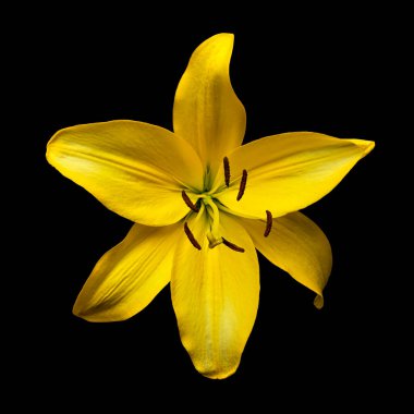 Sarı çiçekli Hemerocallis 'Hyperion' siyah arkaplanda izole.