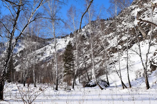 Beautiful Winter Landscape Mountains Birches Siberia Khakassia — Stock Photo, Image