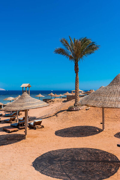 Пальма на пляже Египта
