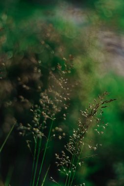 Yeşil bir arka plan üzerinde çim. Makro. Wallapaper