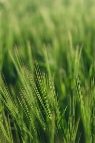 Grass on a green background.  Macro. Wallapaper — Stock Photo, Image