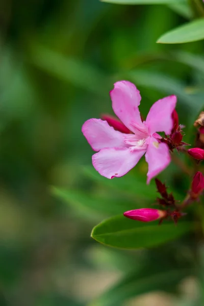 Ένα ροζ λουλούδι σε πράσινο φόντο. Μακροεντολή. Wallapaper — Φωτογραφία Αρχείου