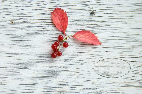 Kırmızı yaprakları ve bariyer gri bir ahşap zemin üzerine