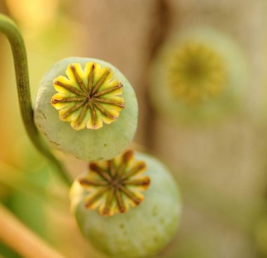 kutuları ve haşhaş tohumu