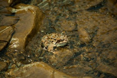 benek kurbağa nehir