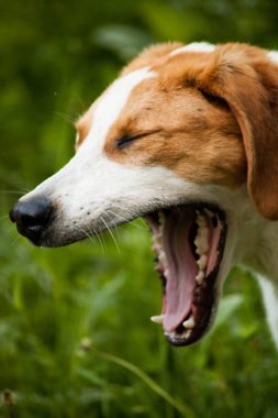 köpek esniyor tutar