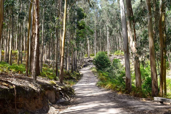 Door Middel Van Eucalyptus Bossen Cies Eilanden Van Spanje Trail — Stockfoto