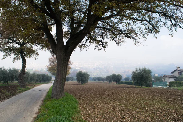 Träden Längs Landsväg Genom Jordbruksmark Utanför Assisi Umbrien Italien — Stockfoto