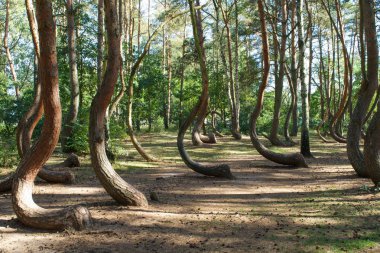 Warped trees of the Crooked Forest, Krzywy Las, in western Poland clipart