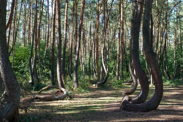 Alberi Deformati Della Foresta Storta Krzywy Las Nella Polonia Occidentale — Foto Stock