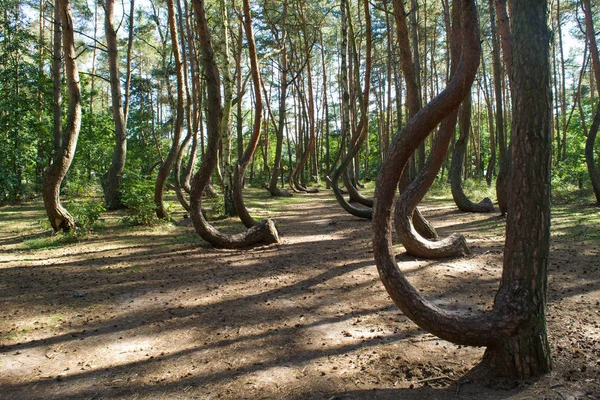 クルックド森 西部のポーランドでの Krzywy ラスのゆがんだ木 — ストック写真