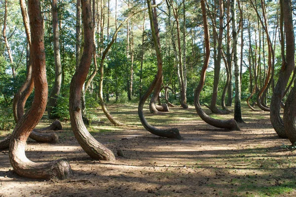 Warped Drzew Krzywy Las Krzywy Las Polsce — Zdjęcie stockowe