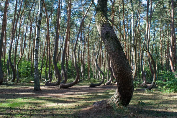 Görbe Erdő Krzywy Las Nyugat Lengyelországi Megvetemedett Fák — Stock Fotó