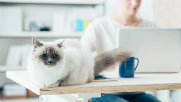 Śliczny kot pozowanie na biurku — Zdjęcie stockowe