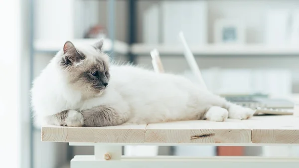 Piękny kot na pulpicie — Zdjęcie stockowe