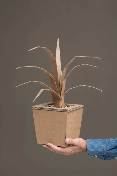Tenuta in mano pianta decorativa — Foto Stock