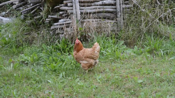 Κοτόπουλο Ράμφισμα Στο Του Αγροκτήματος Εκτροφή Ελεύθερης Βοσκής Και Φυσική — Αρχείο Βίντεο