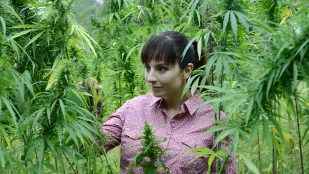 Mujer Joven Campo Cáñamo Comprobación Plantas Flores Agricultura Concepto Cultivo — Vídeos de Stock