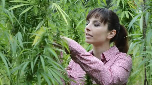 Mujer Joven Campo Cáñamo Comprobación Plantas Flores Agricultura Concepto Cultivo — Vídeo de stock