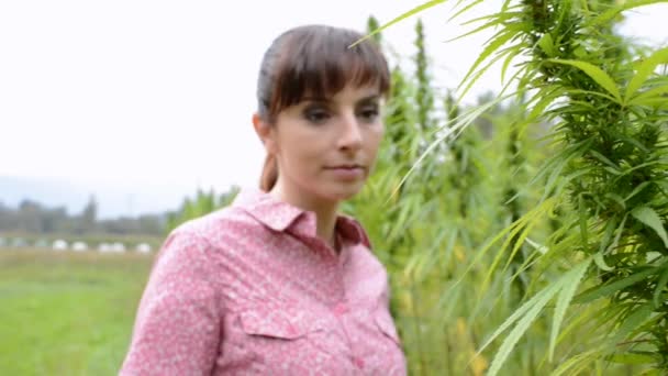 Jonge Vrouw Een Veld Van Hennep Controleren Van Planten Bloemen — Stockvideo