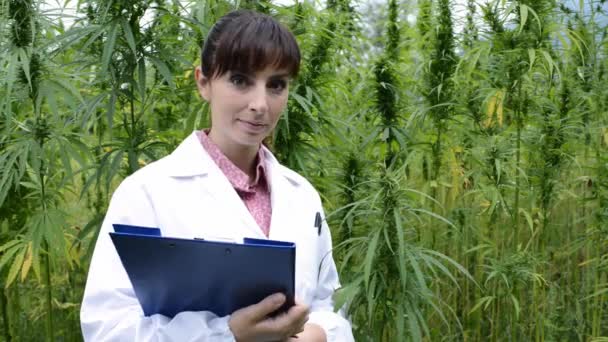 Female Scientist Holding Clipboard Checking Hemp Plants Leaves Flowers Field — Stock Video