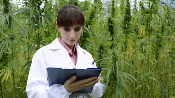 Cientista Feminina Segurando Uma Área Transferência Verificando Plantas Cânhamo Folhas — Vídeo de Stock