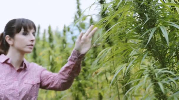 Giovane Donna Campo Canapa Controllo Piante Fiori Agricoltura Concetto Coltivazione — Video Stock