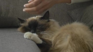 Oturma odasında bir kadın kanepede uyuyan güzel sevimli kedi yumuşak tüyleri okşama