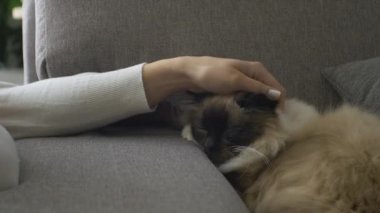 Oturma odasında bir kadın kanepede uyuyan güzel sevimli kedi yumuşak tüyleri okşama