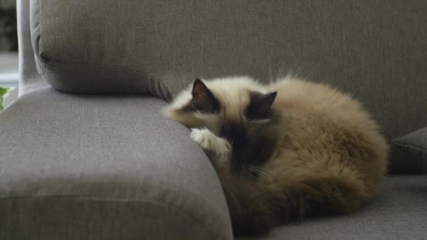 美丽可爱的猫睡在客厅的沙发上 一个女人爱抚他柔软的皮毛 — 图库视频影像