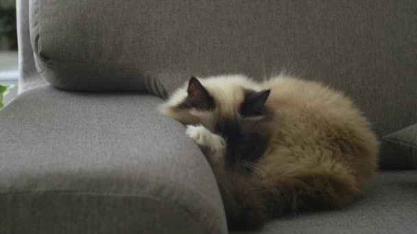 Vackra Gosig Katt Som Sover Soffan Vardagsrummet Kvinna Smekande Hans — Stockvideo