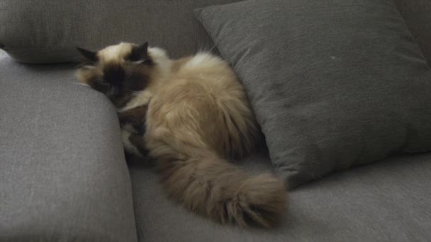 Beautiful Long Hair Cat Relaxing Sofa Home Sleeping Moving His — Stock Video